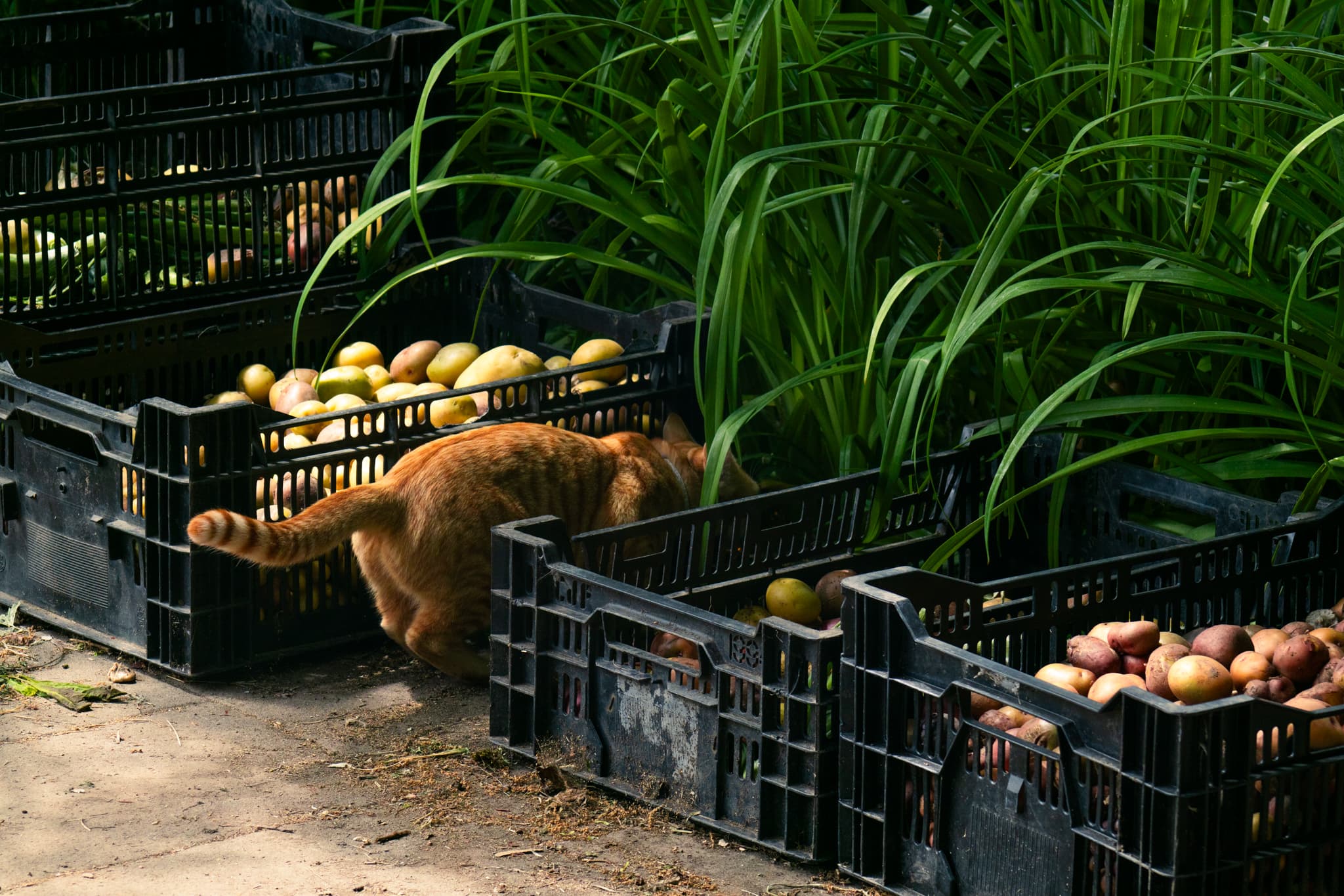 Midway Farms | Fresh Goods | Albany photo 2