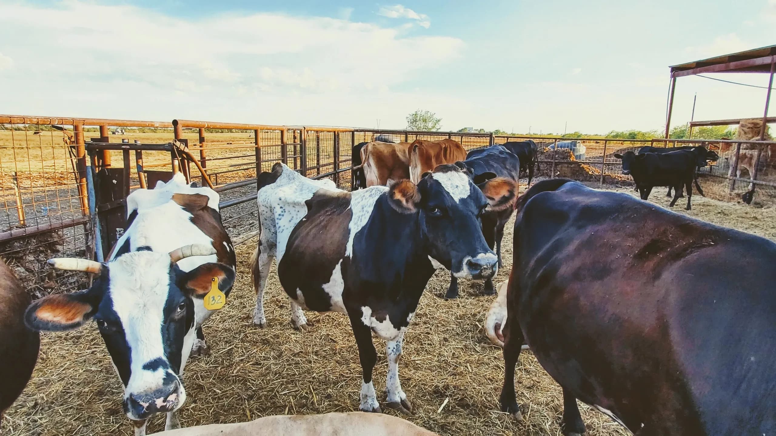 Miller Farms Raw Milk