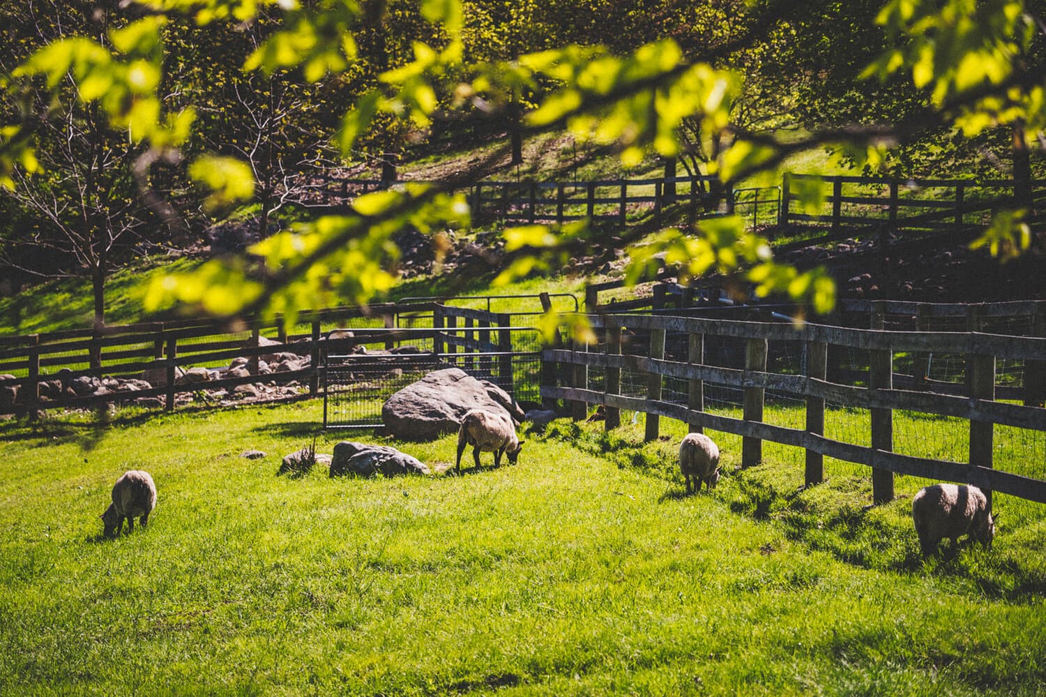 Millstone Farm photo 2