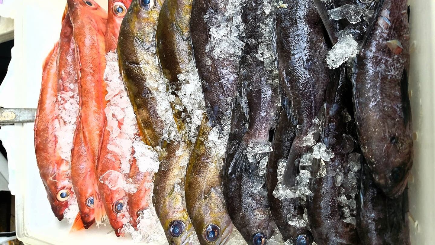 Mission Fish aka Marina Fish
