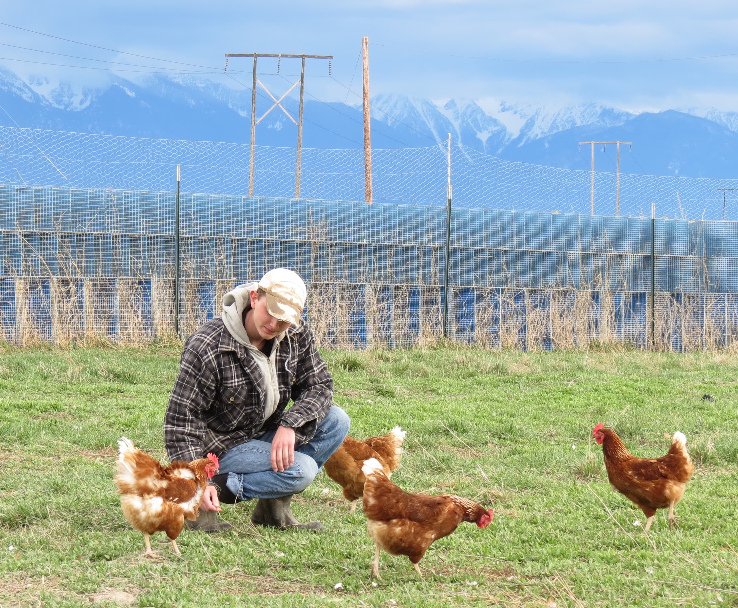Mission mountain organic eggs