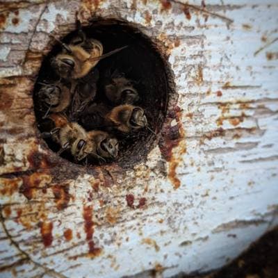 Moody Bees