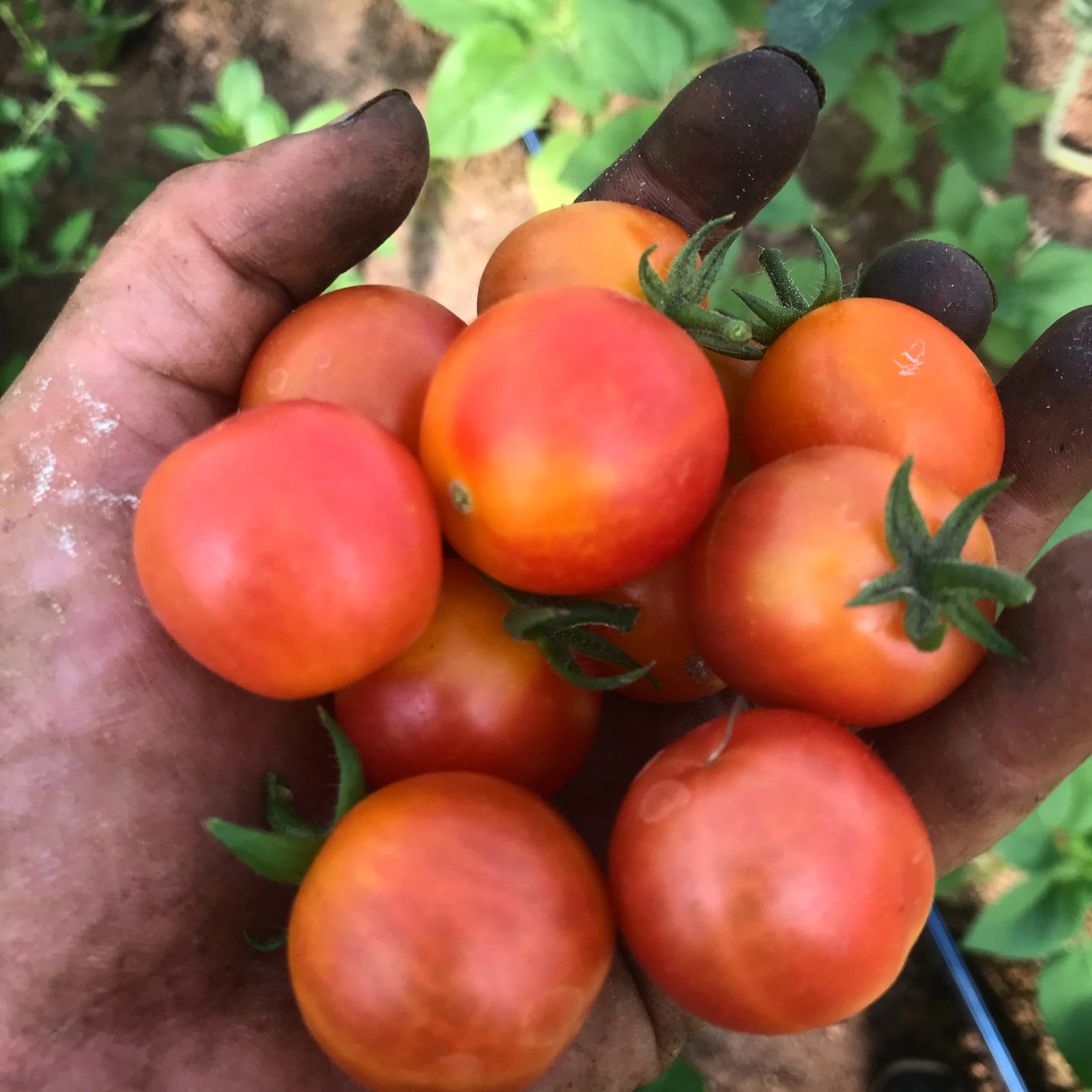 Moon Gate Farms