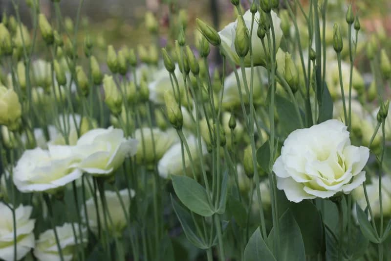 Moon Maiden Flower Farm