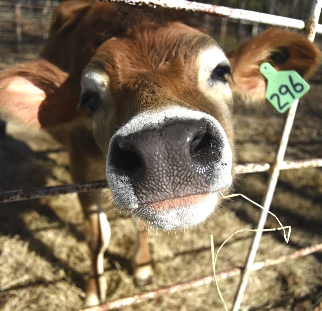 Morell Dairy Farm photo 2