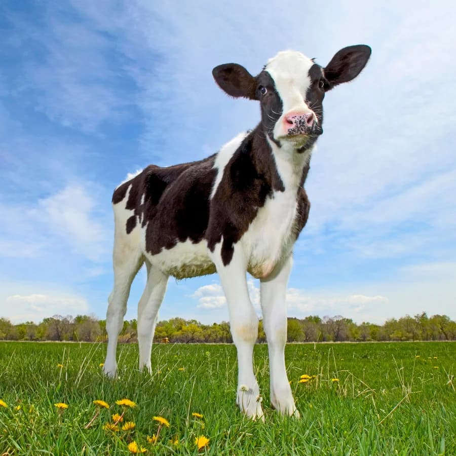 Morning Fresh Dairy photo 2