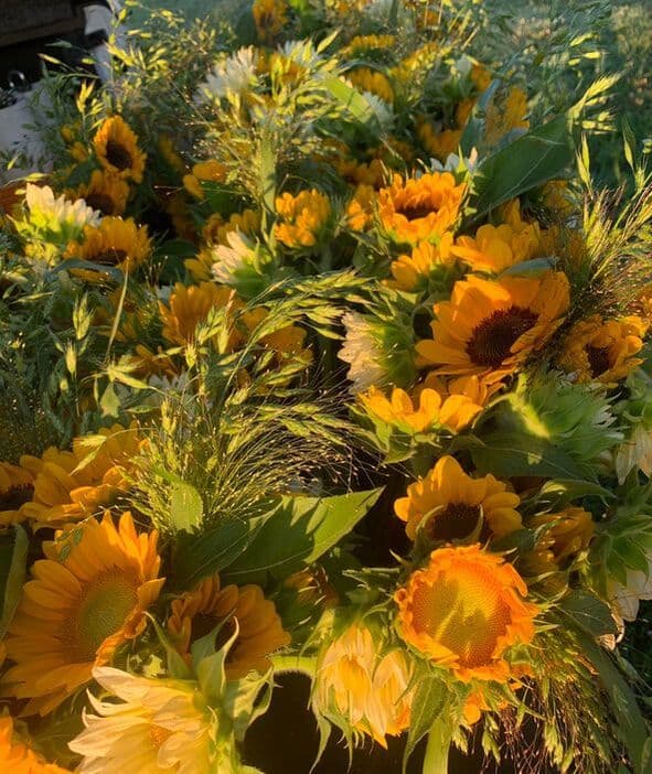 Morning Glow Garden
