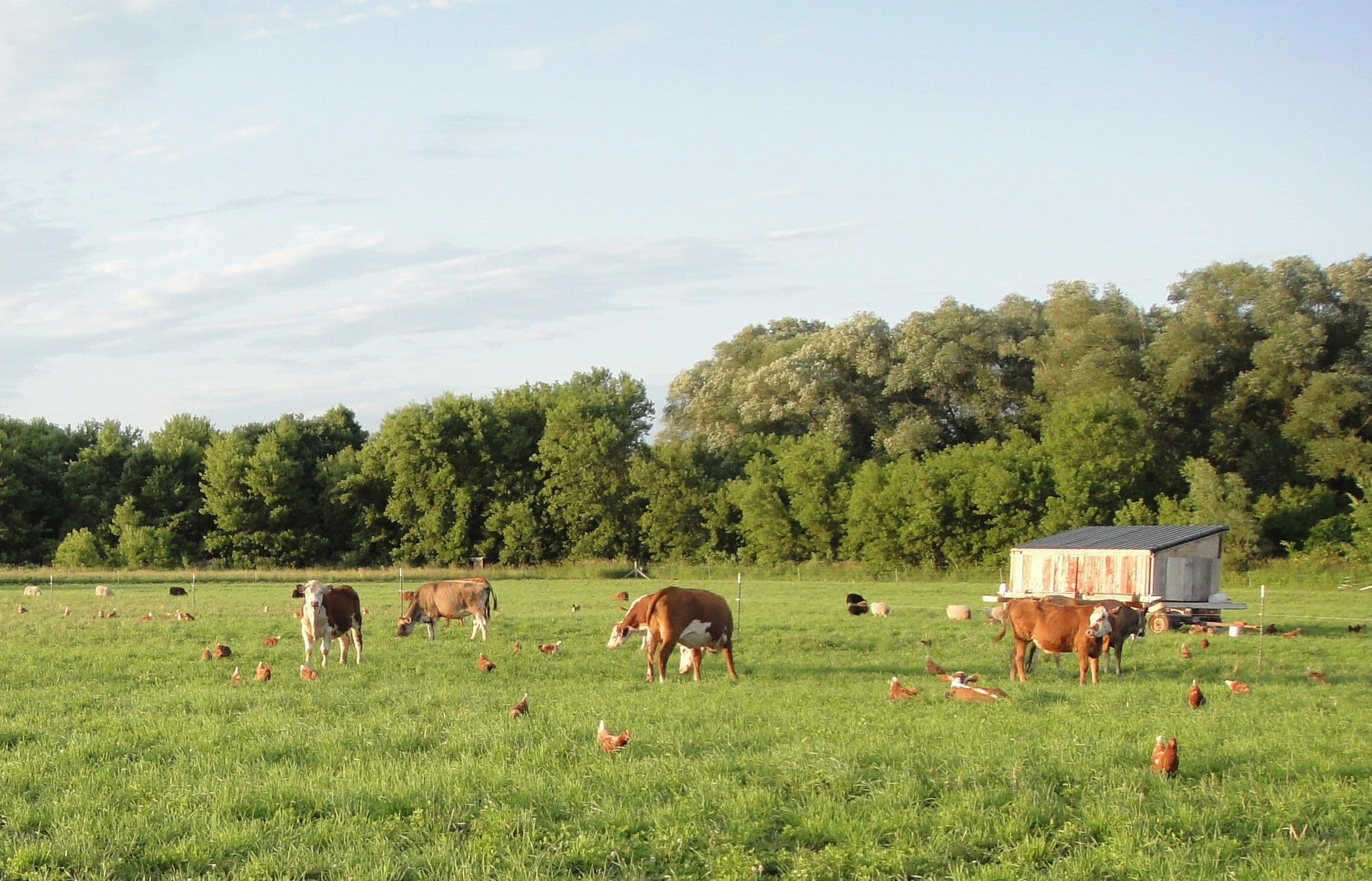 Morning Star Family Farm, LLC photo 2