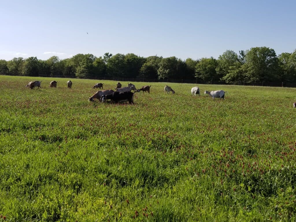 Motes Farm