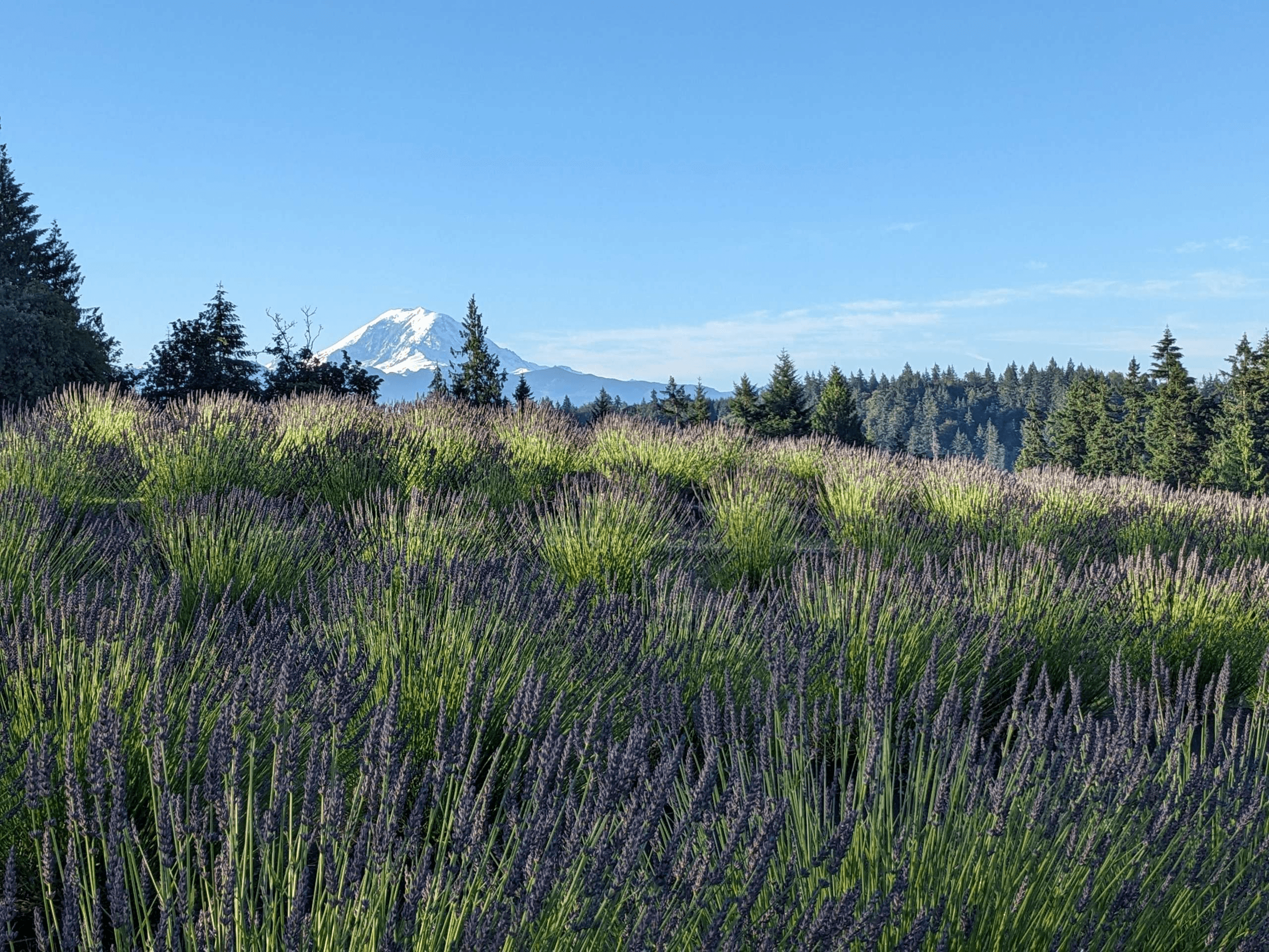 Mountain Glow Lavender Farm
