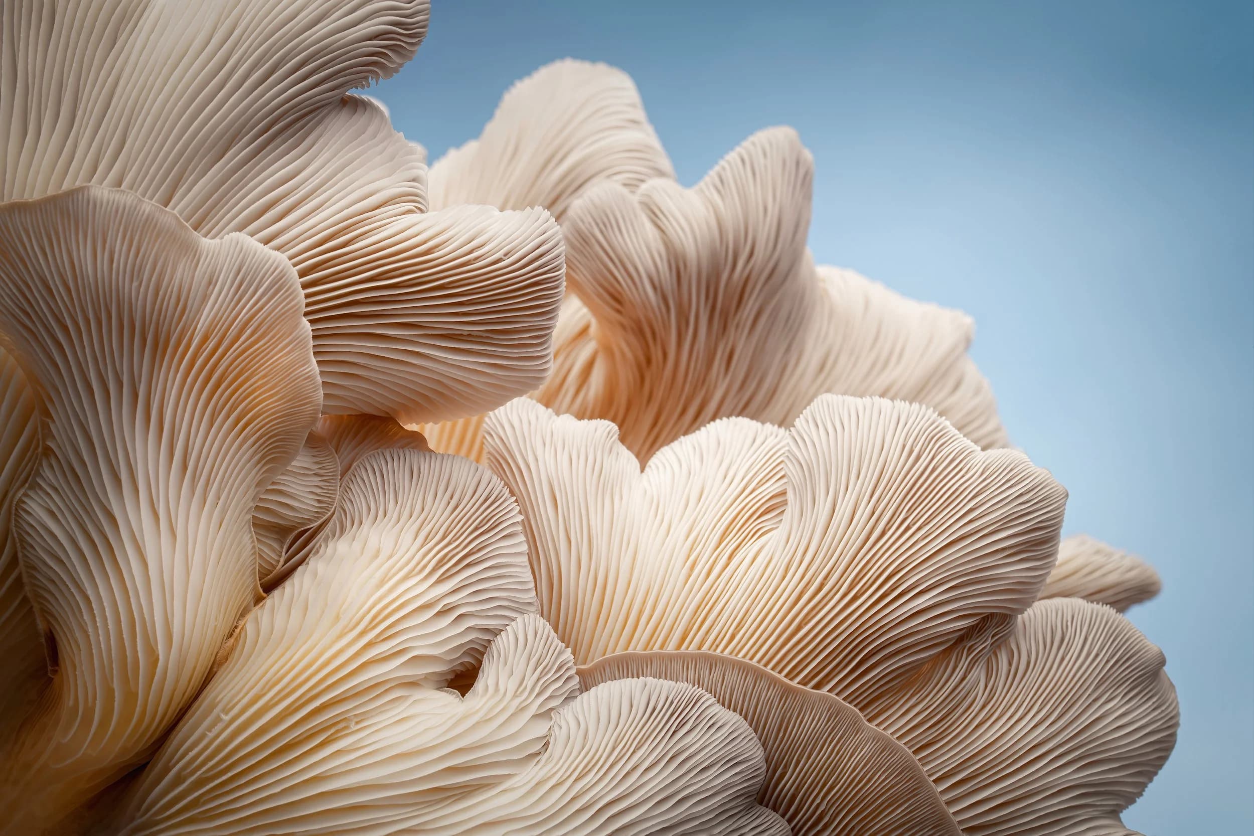 Mycelial Minds photo 2