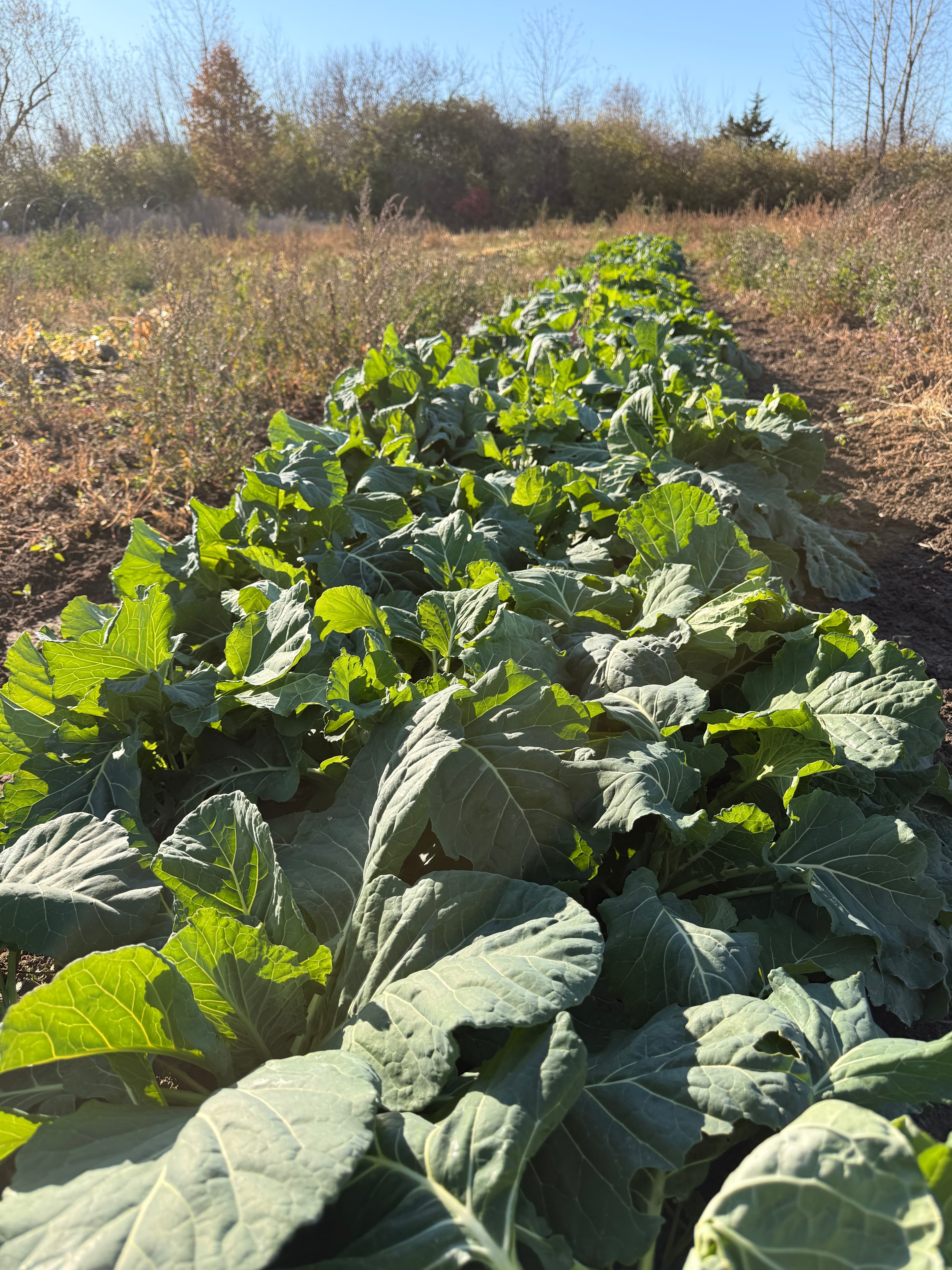 Narrow Way Farms