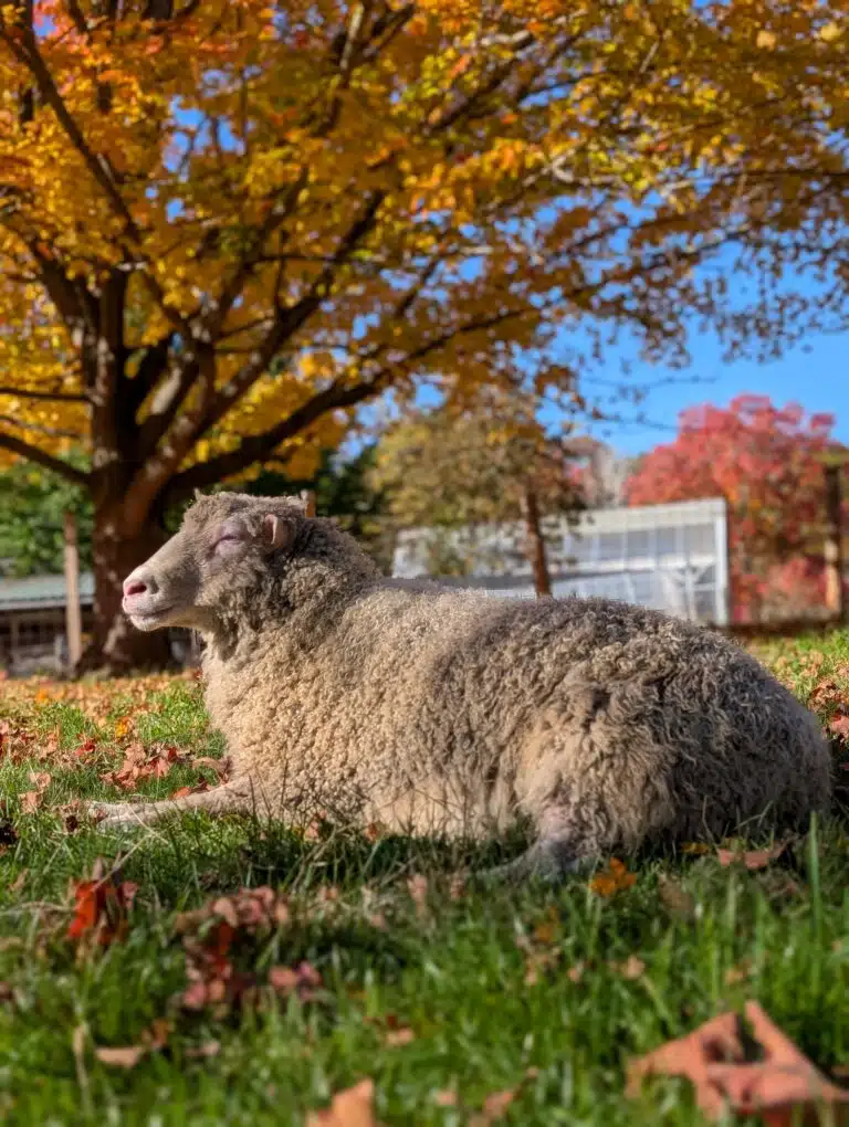 Natick Organic Farm