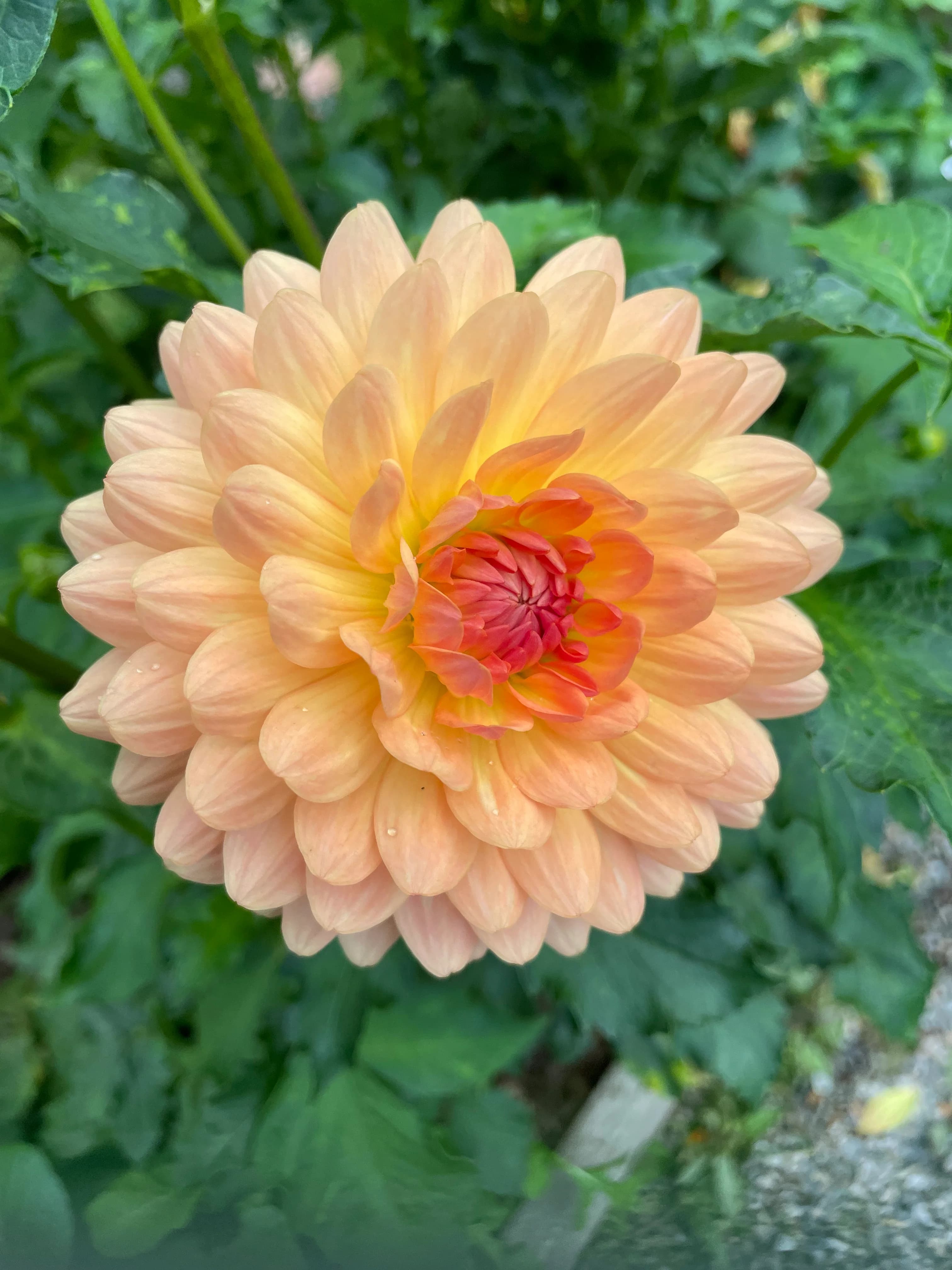 New Petal Flower Farm