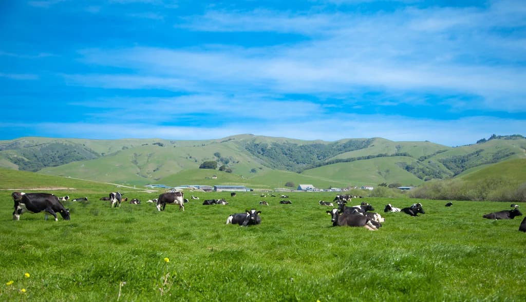 Nicasio Valley Cheese Co. Inc