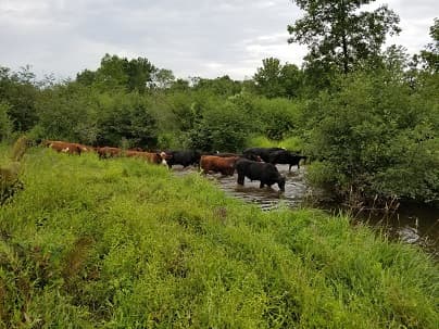 North Pasture Farms