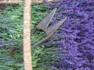 North Winds Lavender Farm