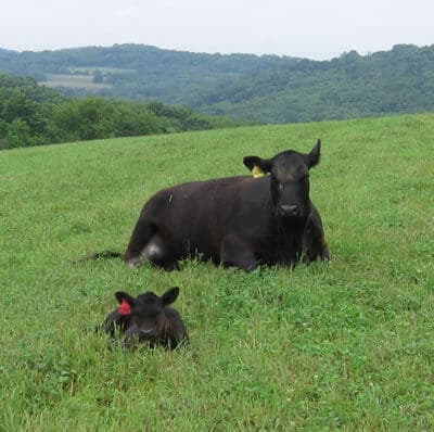 Oak Hill Farm, LLC