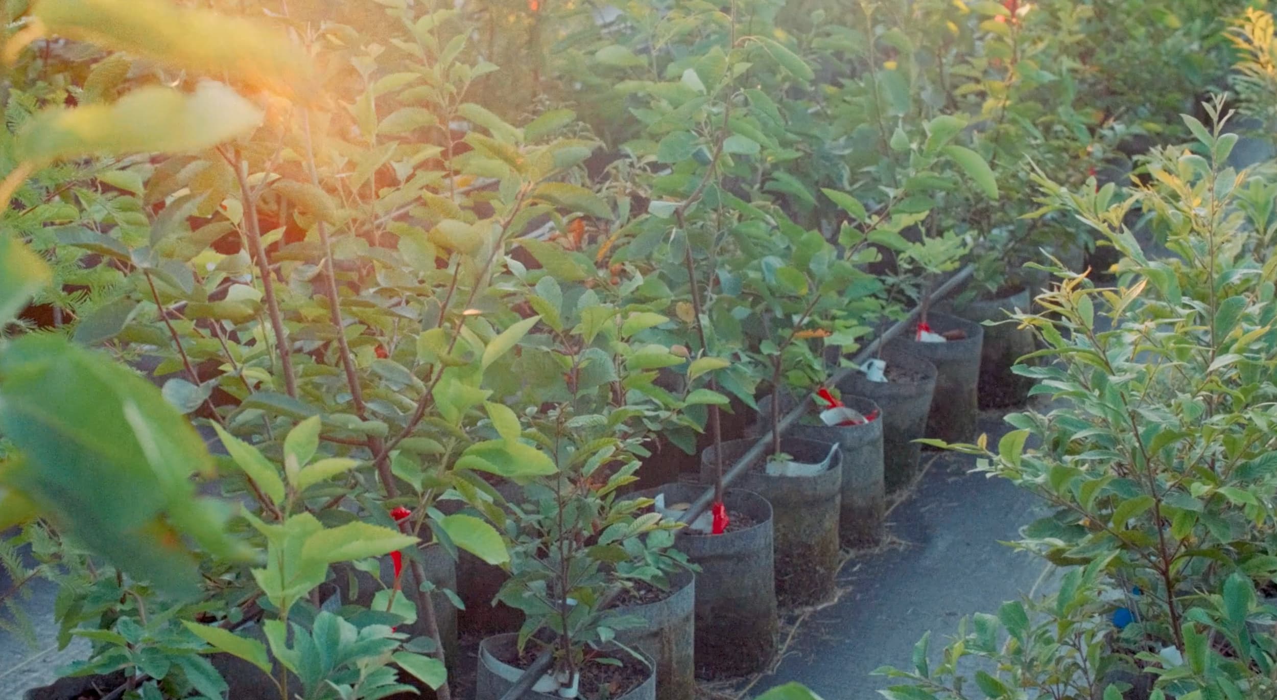 Oakland Farm Trees