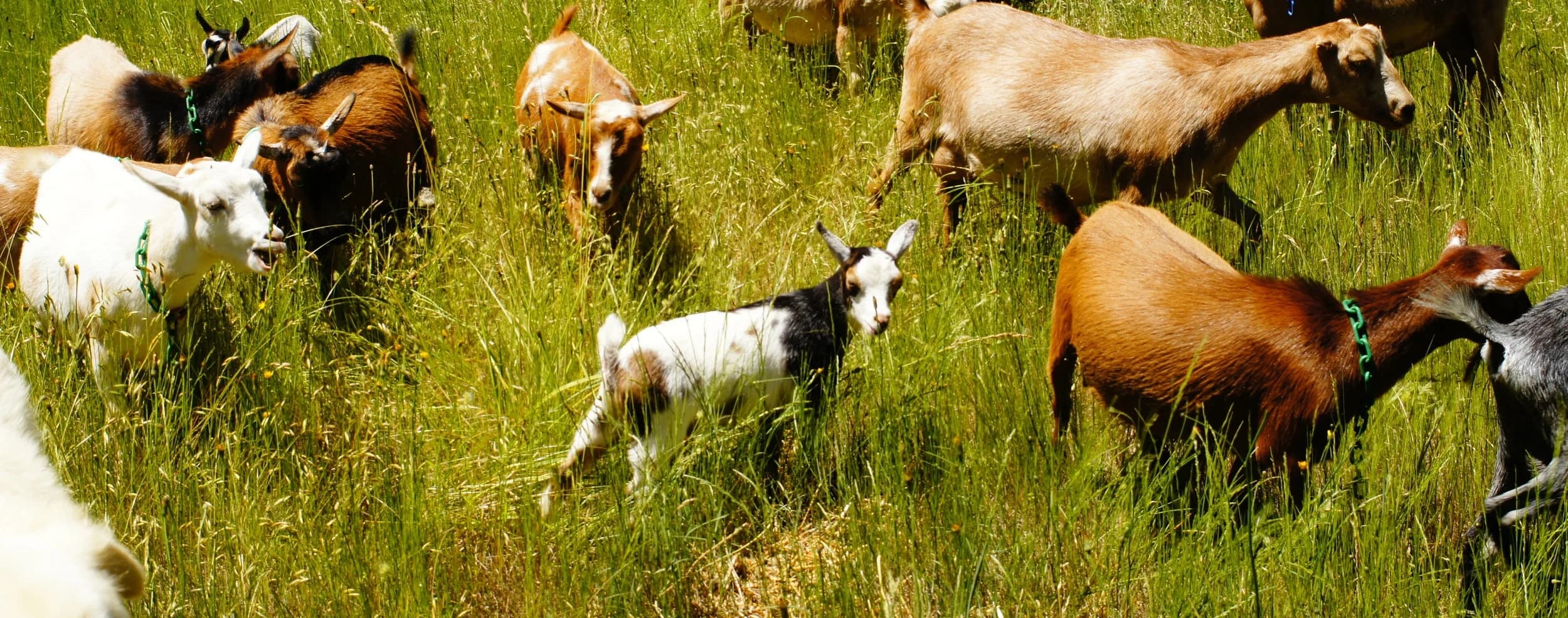 Oats and Ivy Farm