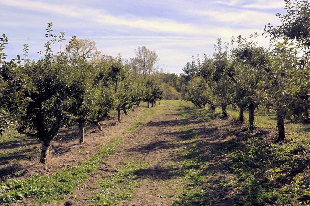 Obstbaum Orchards photo 2