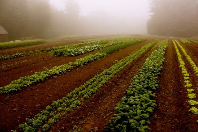 Old Athens Farm photo 2