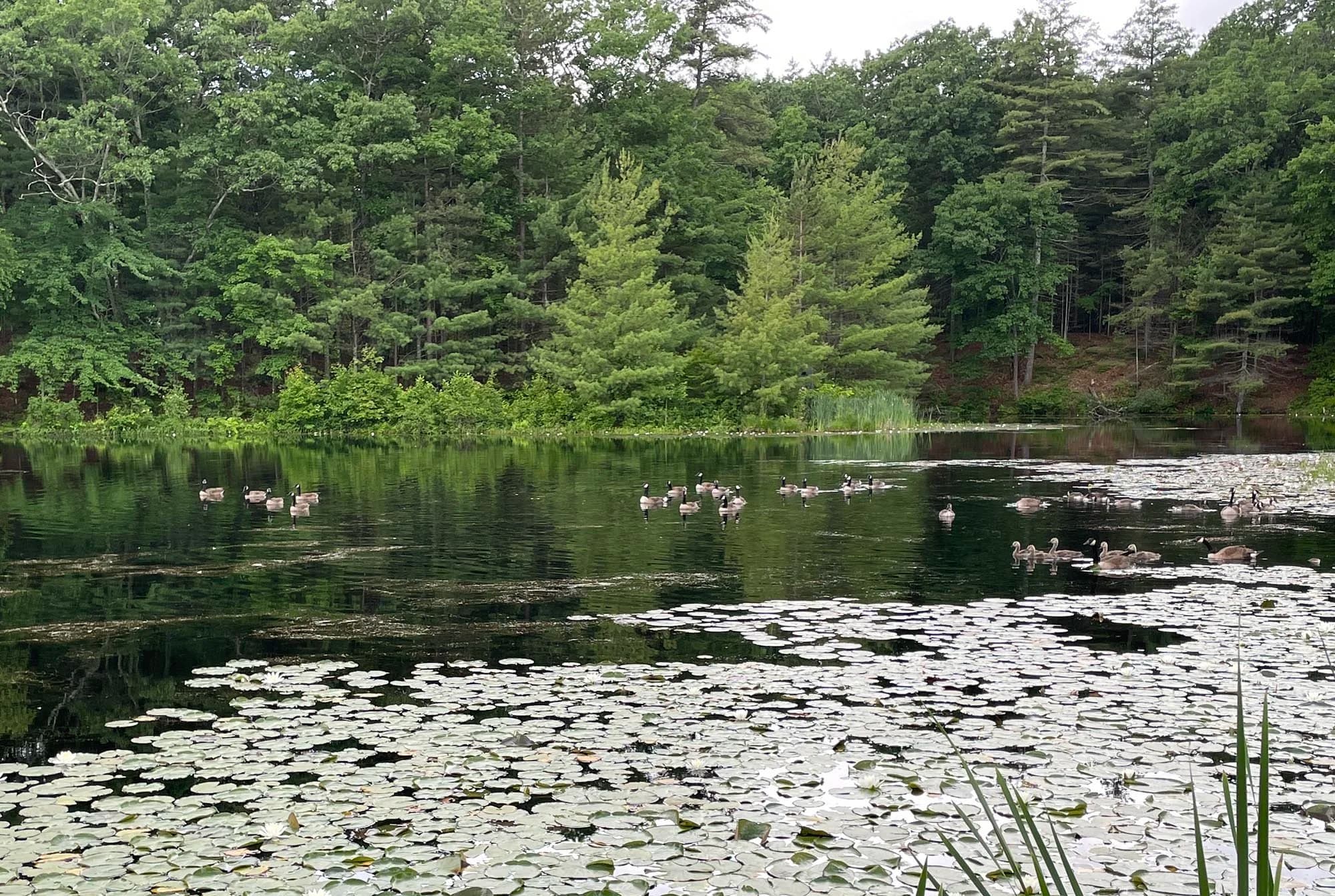 Old Frog Pond Farm photo 2