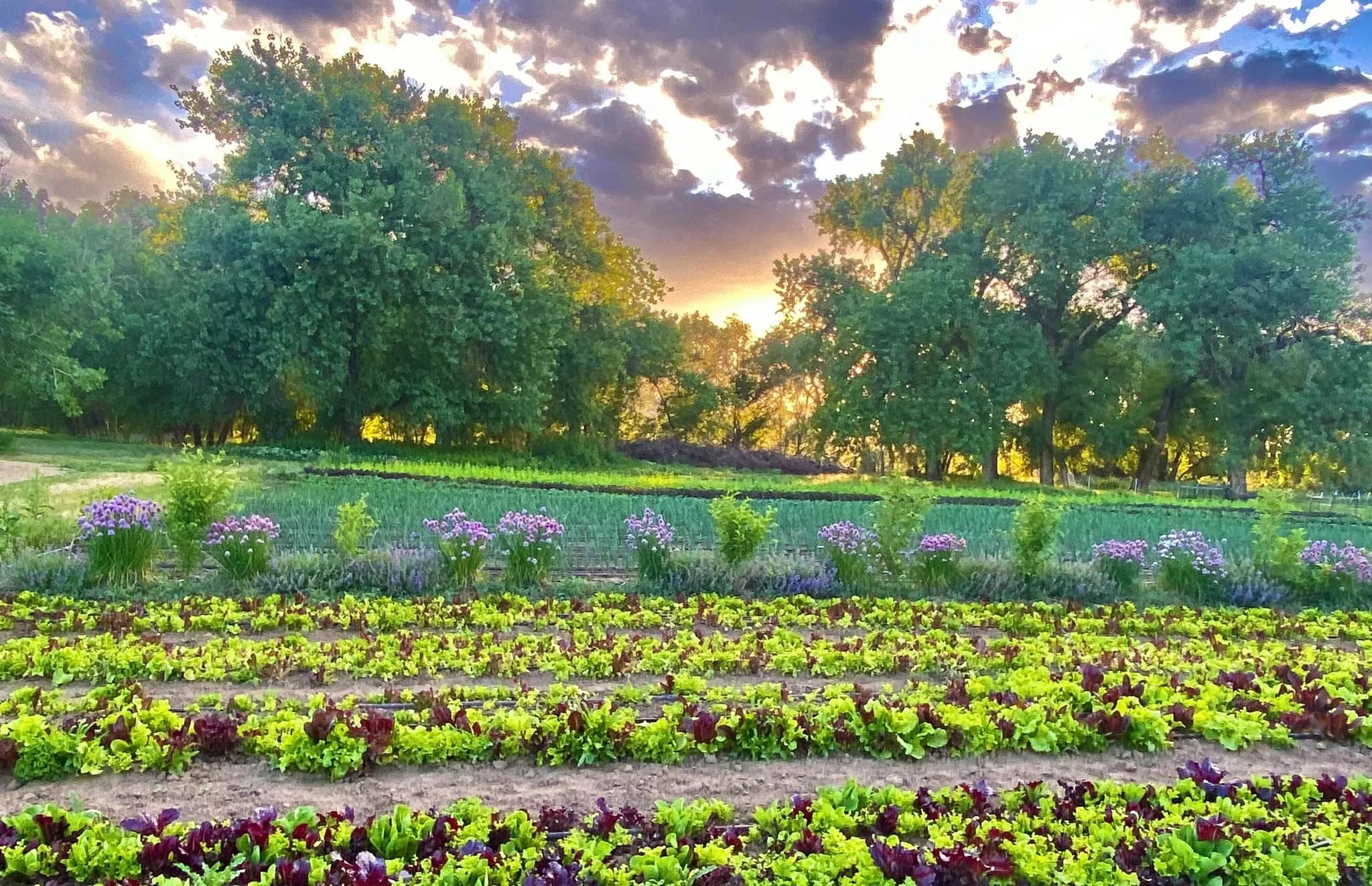 Ollin Farms photo 2