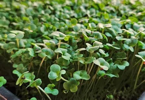 OMG! Oregon Microgreens