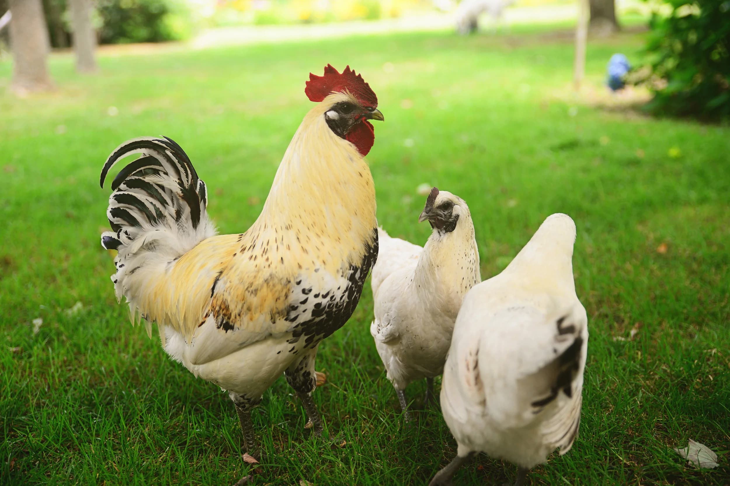 Open Gate Poultry photo 2