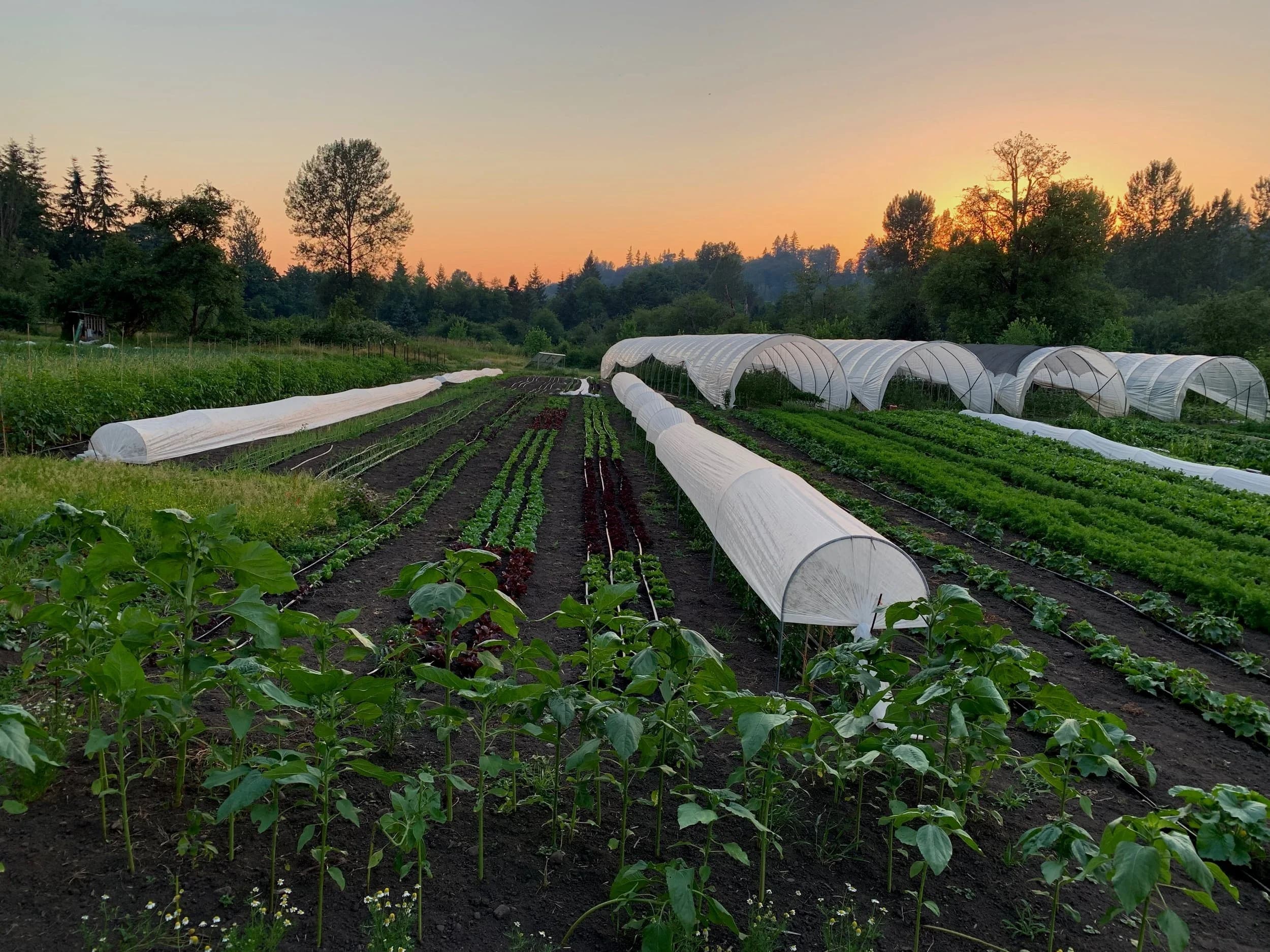Orange Star Farm photo 2