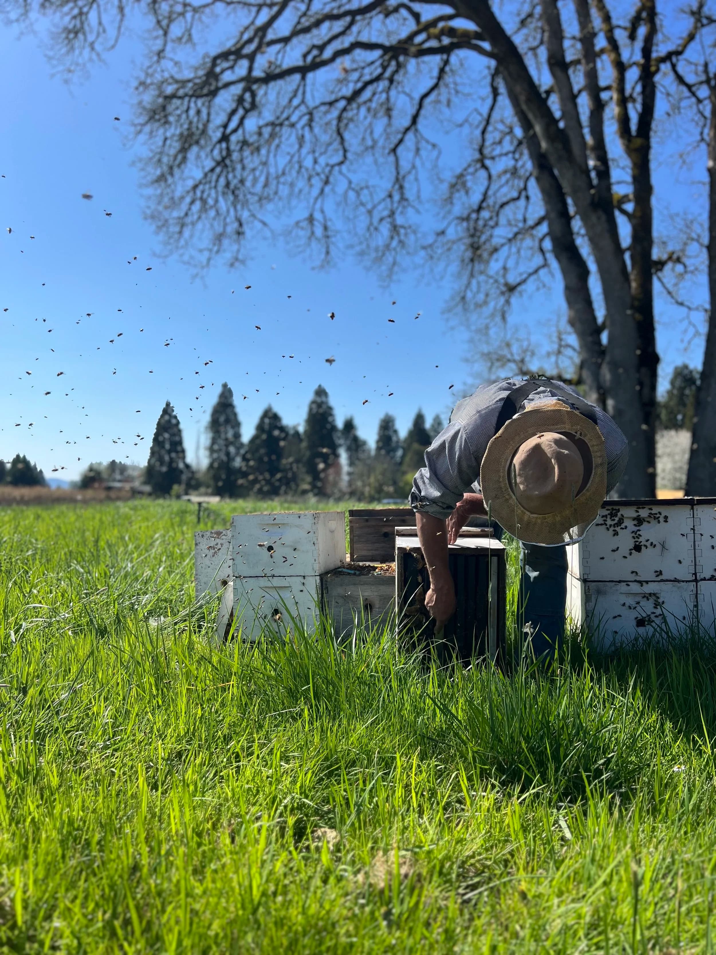Oso Honey Farm photo 2