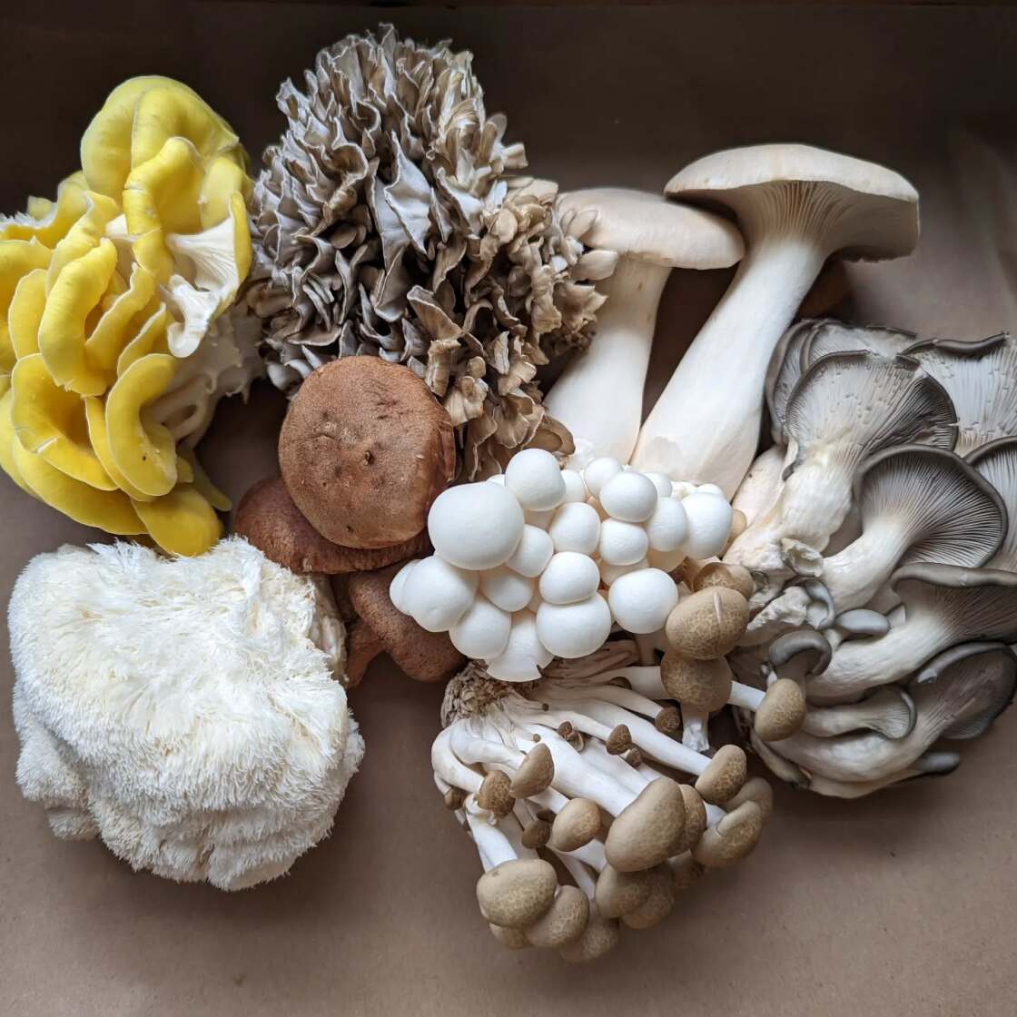 Ozark Forest Mushroom Company