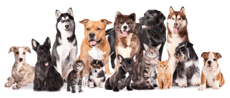 Paawprints Dog Treats