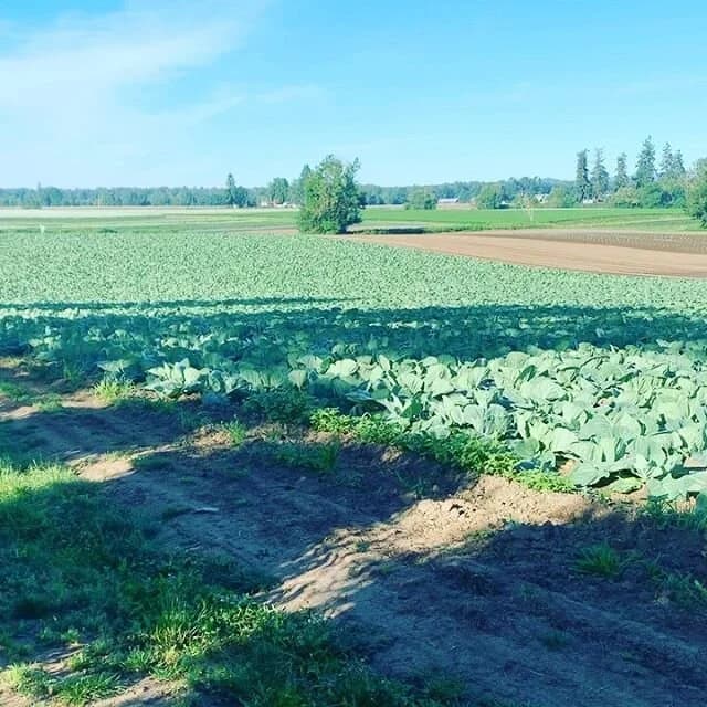 Pablo Munoz Farms