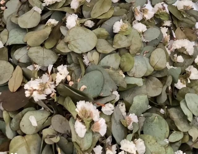 Pacific Mist Botanicals