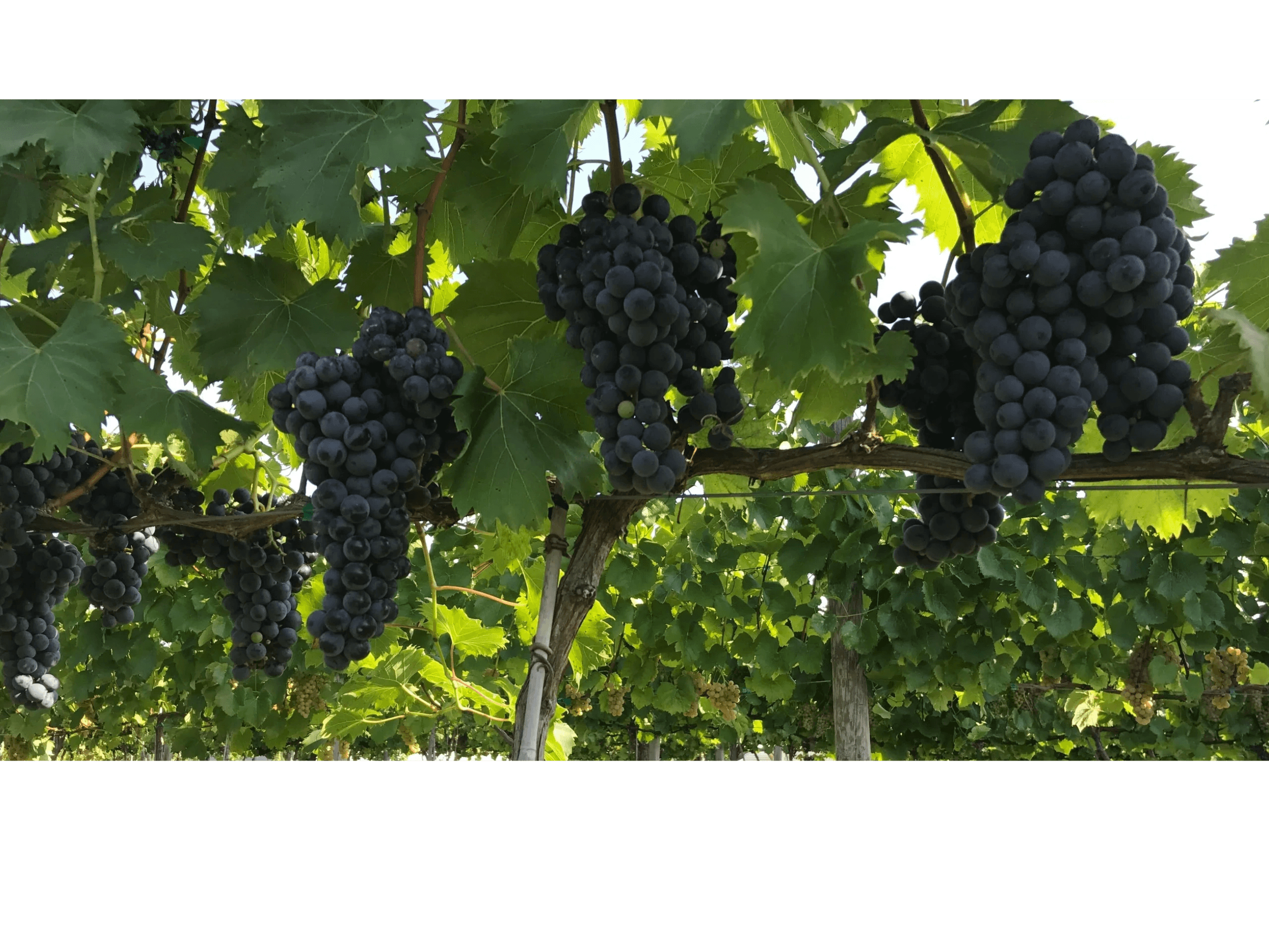 Painted Fox Winery photo 2