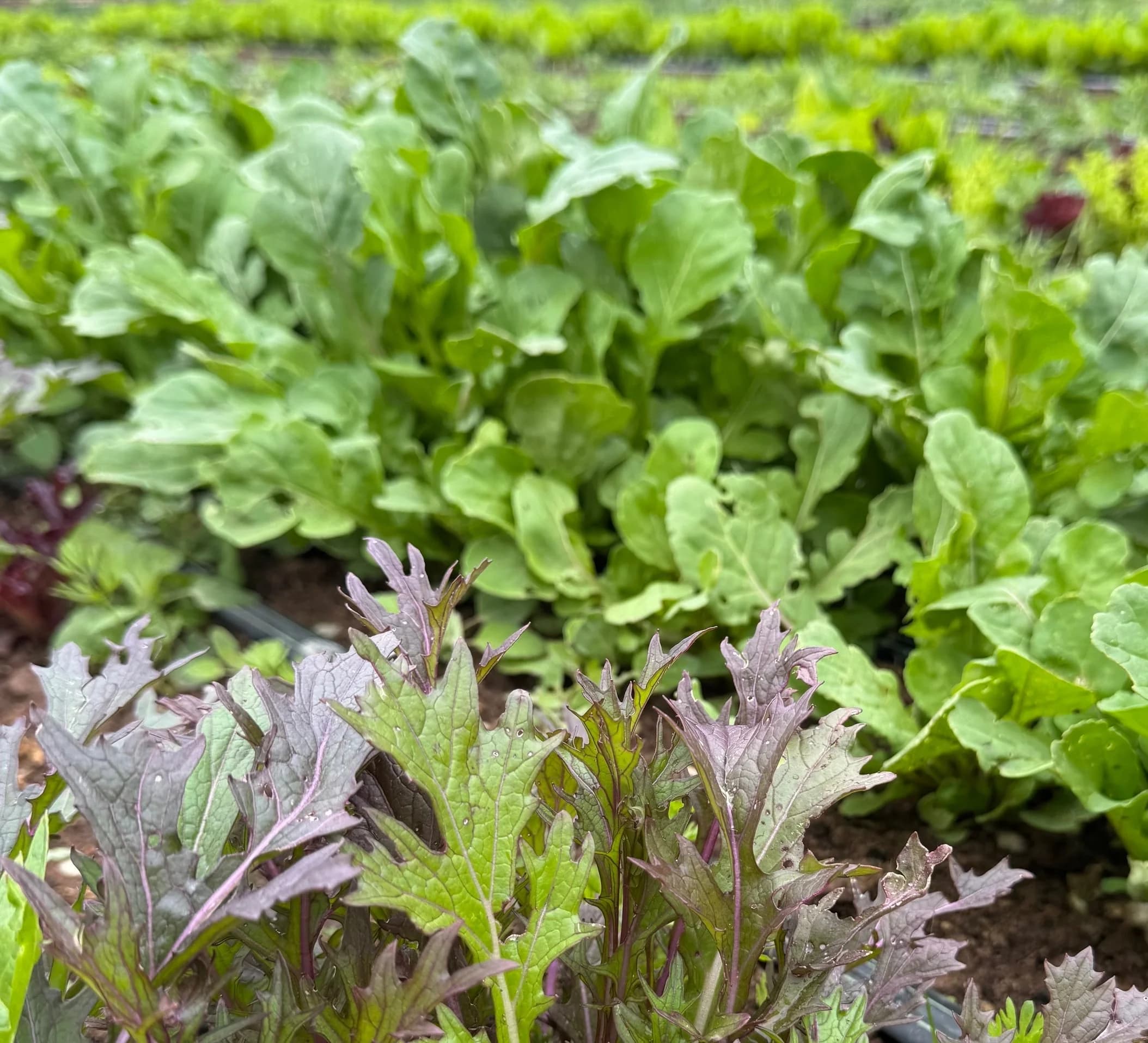 Parenthetical Farms