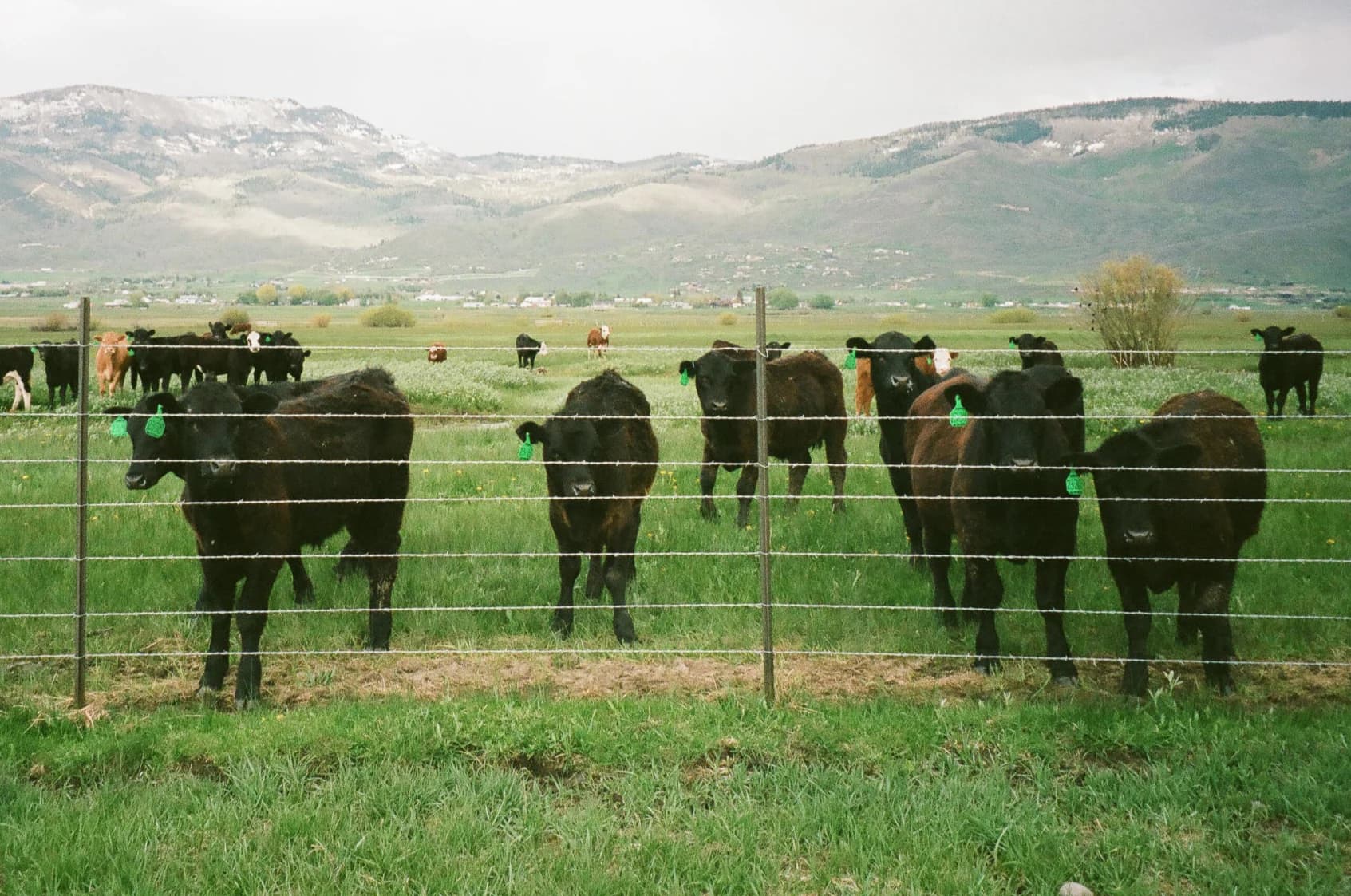 Park City Creamery