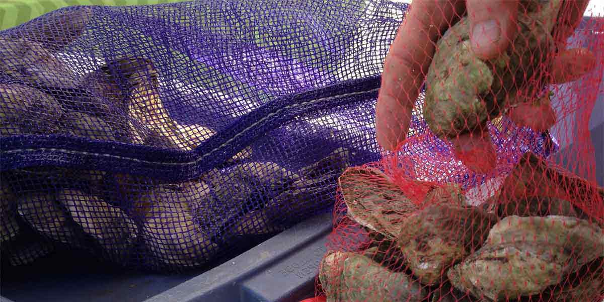 pemaquid lobster & seafood