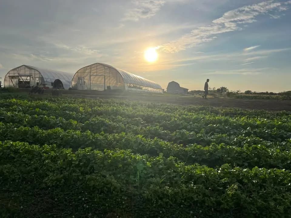 Phelps Farm photo 2