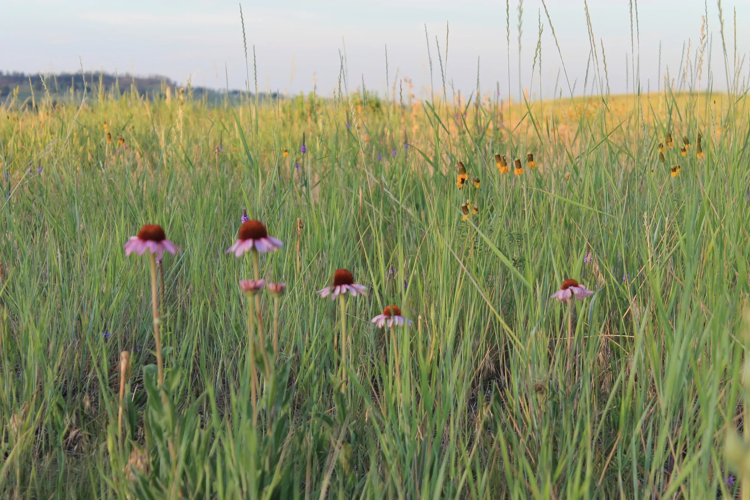 Pine Ridge Apiaries