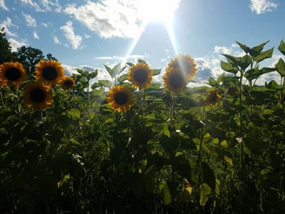 Plow and Star Farm