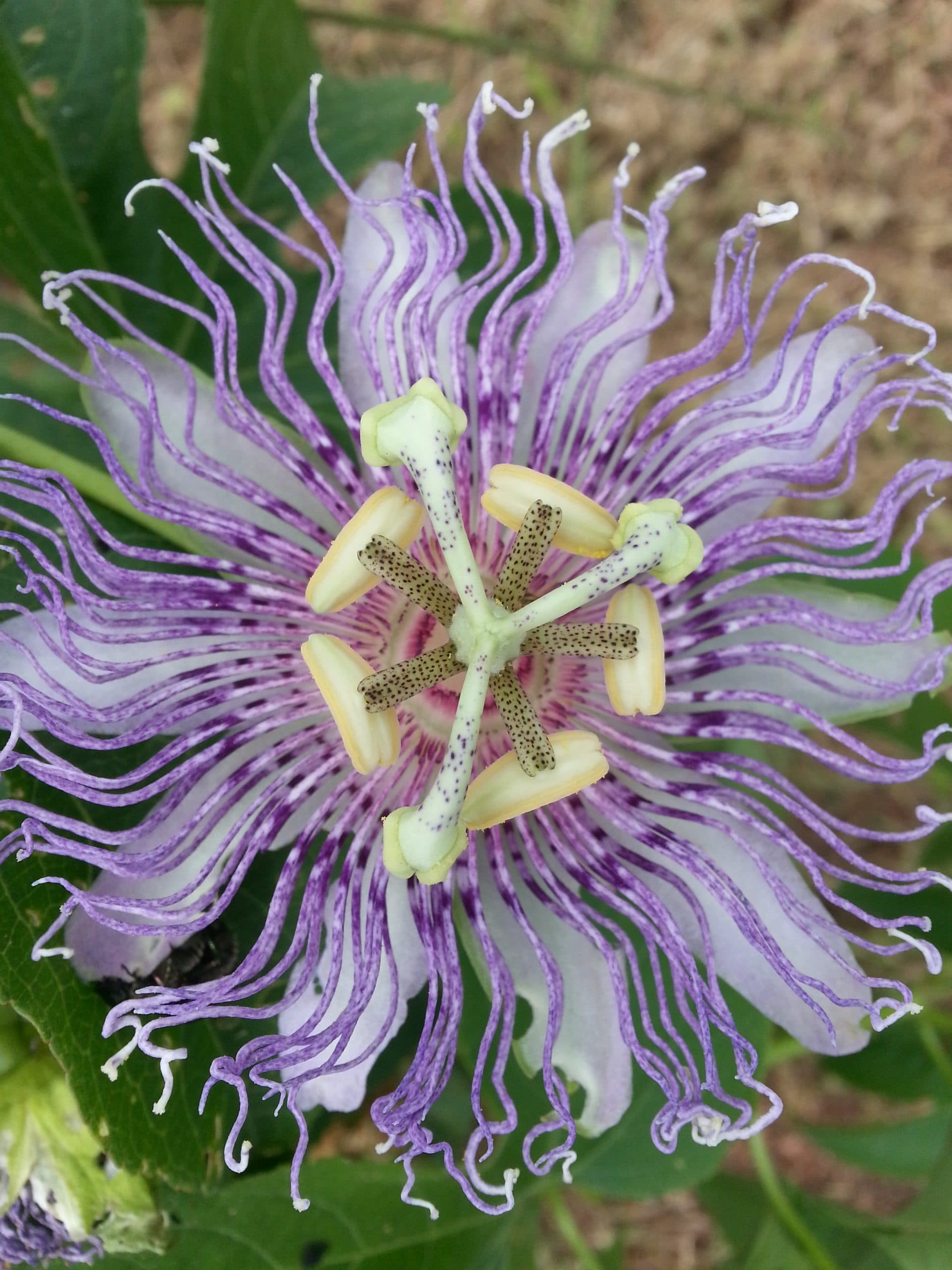 Plum Granny Farm