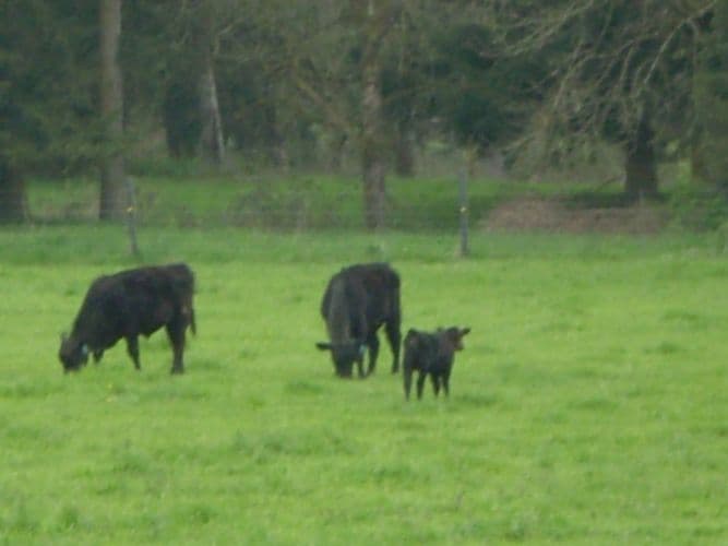 PnD Organic beef
