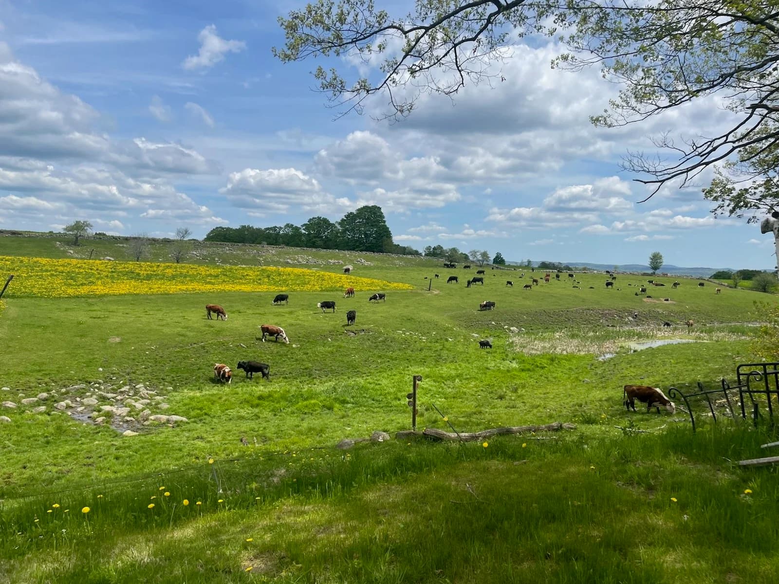 Potter Beef Farm