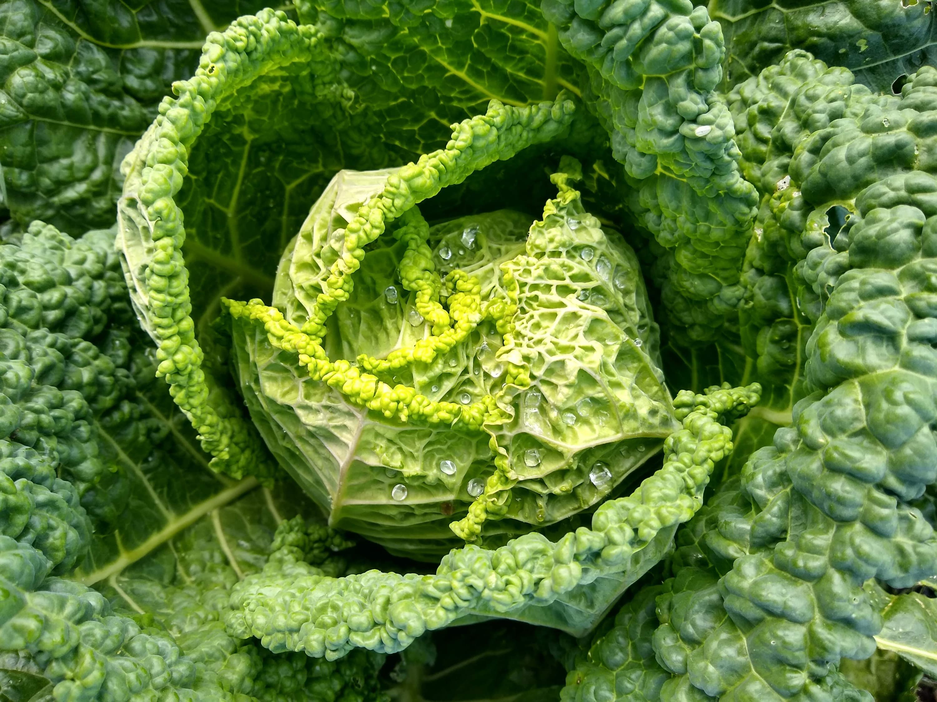 Prairie Roots Produce