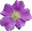 Prairie Rose Meadery