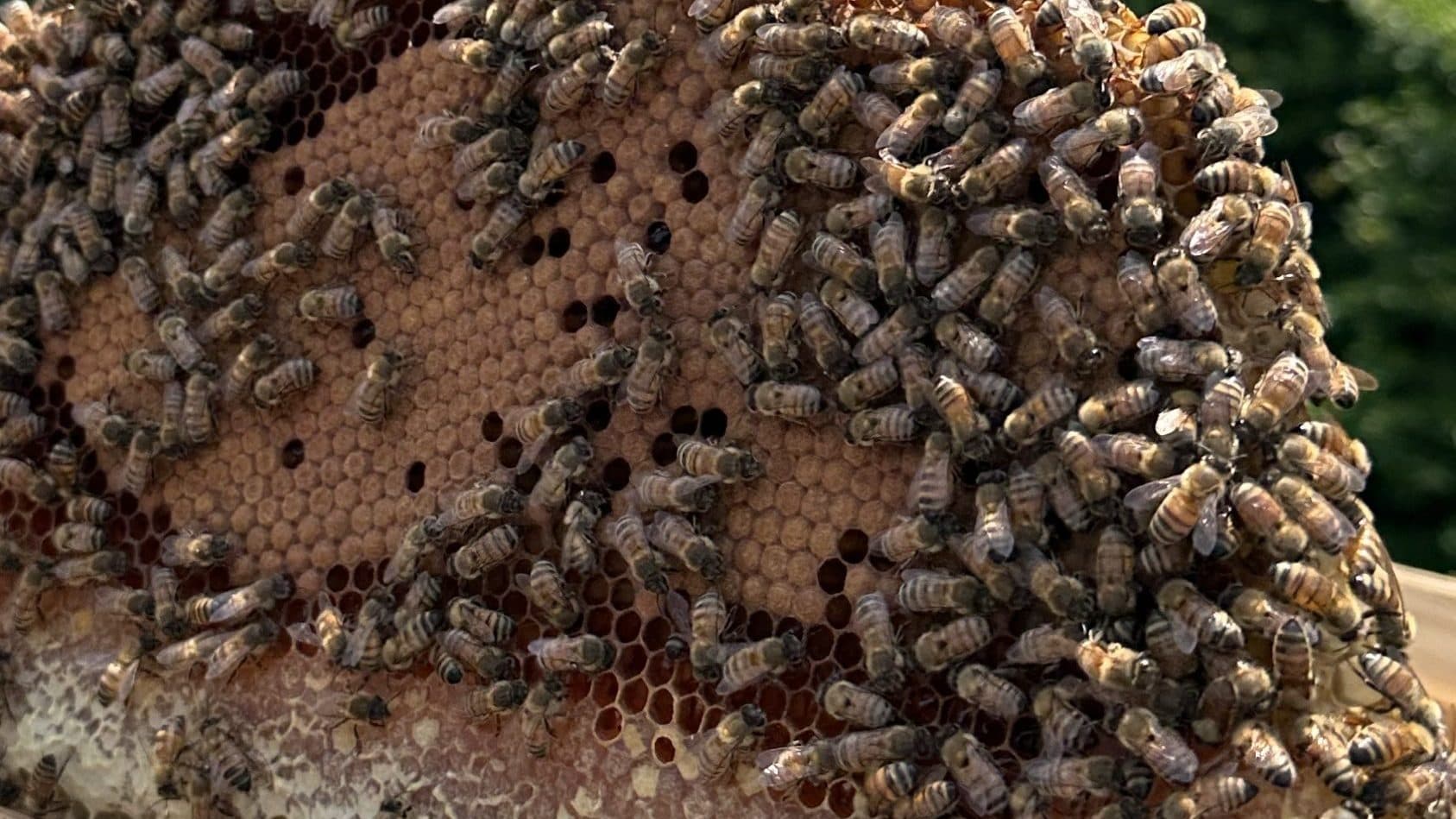 Prime Bees - Beekeepers & Honey Bee Farm photo 2