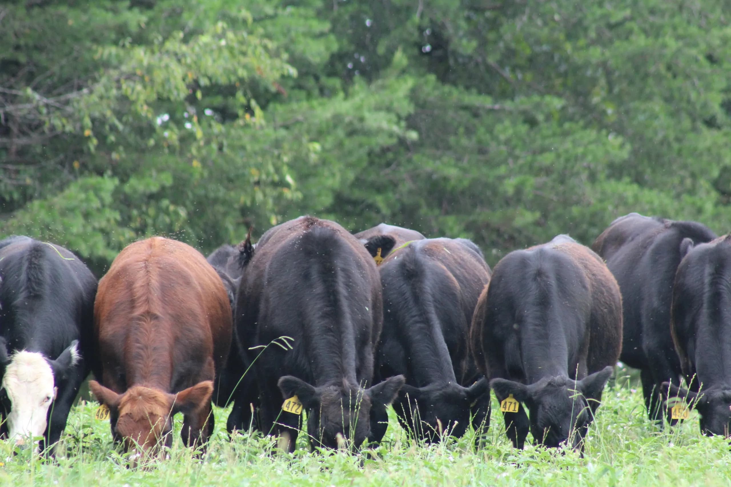 Proffitt Family Cattle Company